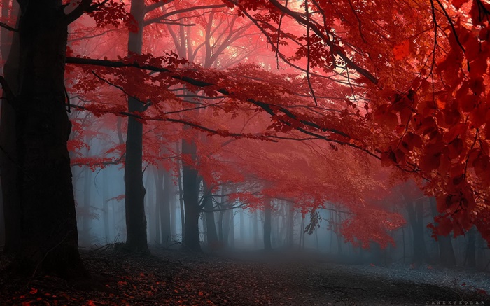雾，森林，树木，秋天，红叶 壁纸 图片