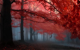 雾，森林，树木，秋天，红叶 高清壁纸
