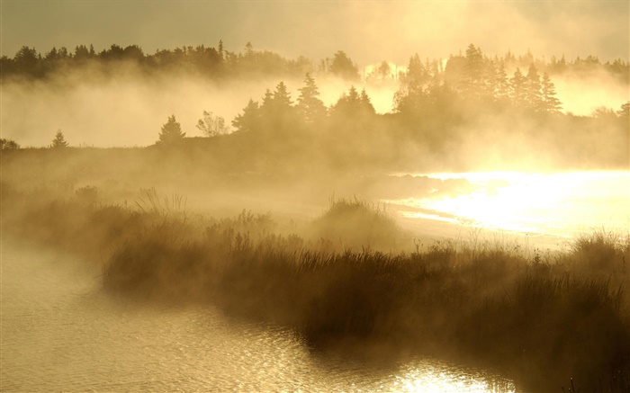 清晨，黎明，流，草，雾 壁纸 图片