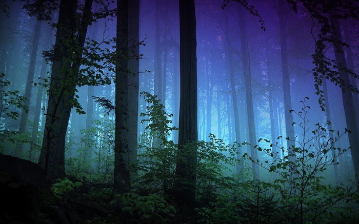 早晨，森林，树木，雾 壁纸 图片