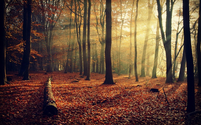 清晨的阳光，森林，树木，秋天 壁纸 图片