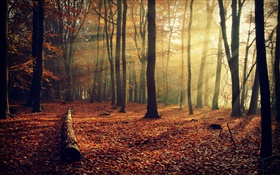 清晨的阳光，森林，树木，秋天 高清壁纸