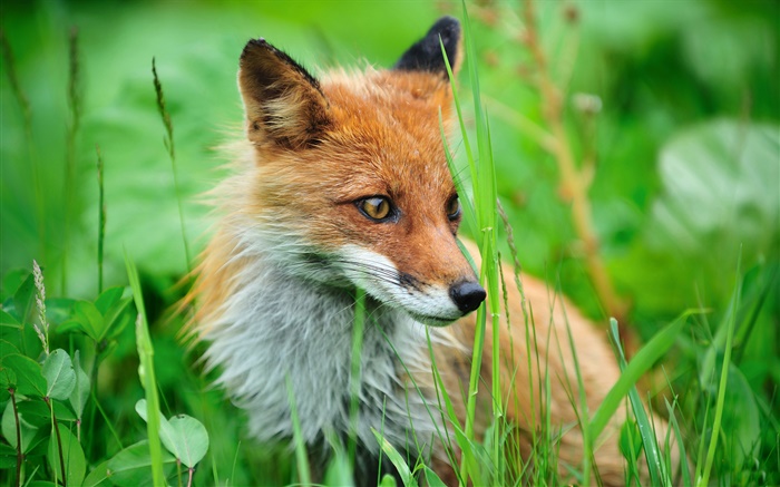 日本北部，知床国立公园，狐狸，草 壁纸 图片