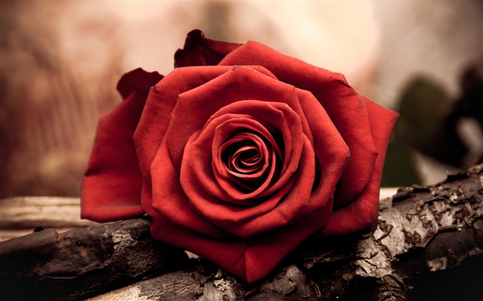 一个红色特写玫瑰花 壁纸 图片