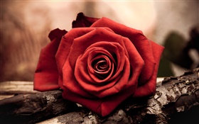 一个红色特写玫瑰花