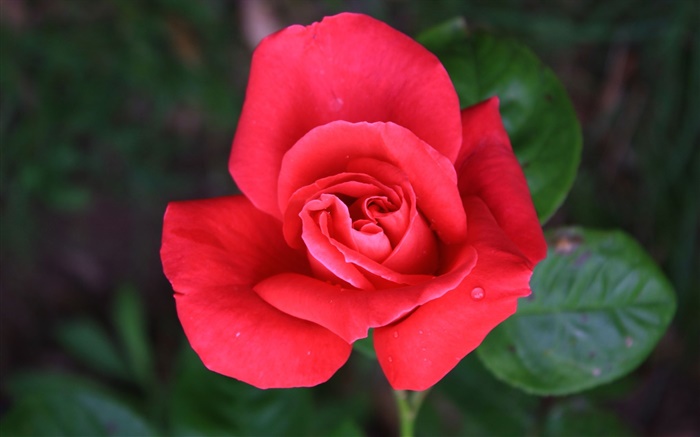 一朵红色的玫瑰花 壁纸 图片