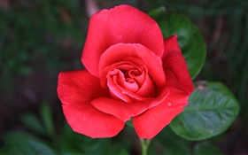 一朵红色的玫瑰花 高清壁纸