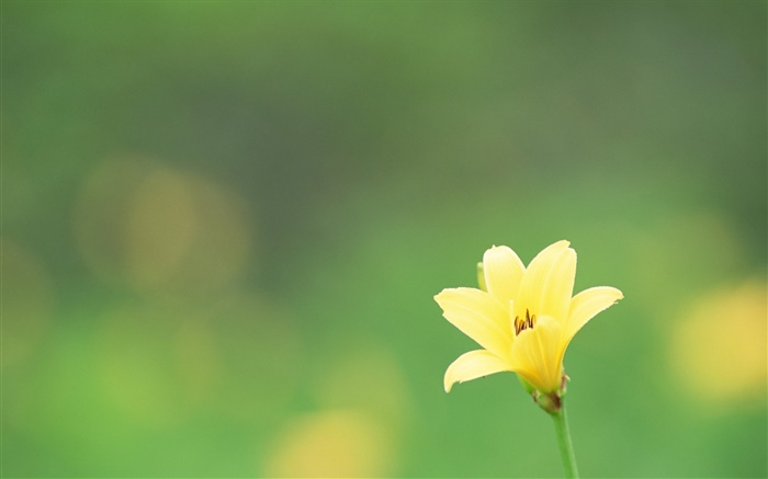 一个黄色的花，绿色背景 壁纸 图片