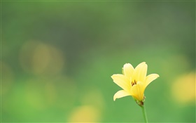 一个黄色的花，绿色背景