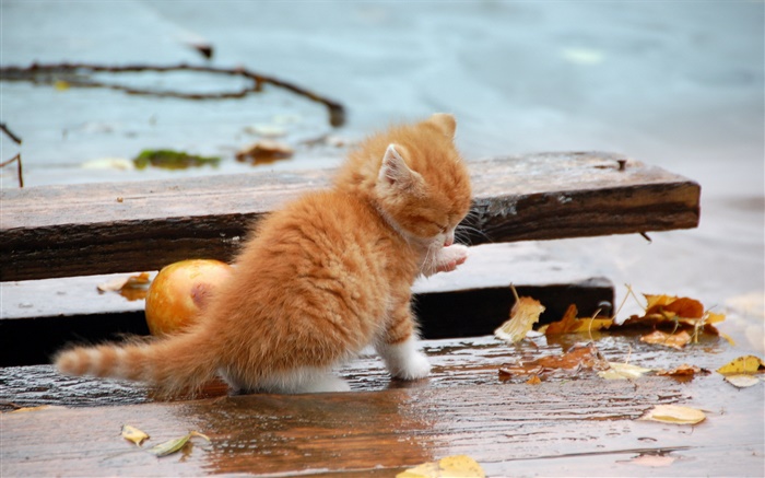 橙色小猫，秋天，树叶 壁纸 图片
