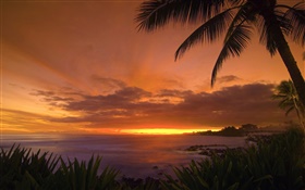 棕榈树，海岸，海，红色的天空，夕阳 高清壁纸