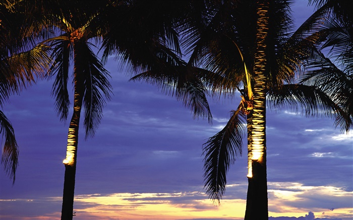 棕榈树，晚上，灯 壁纸 图片