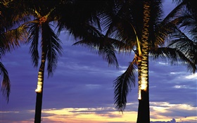 棕榈树，晚上，灯 高清壁纸