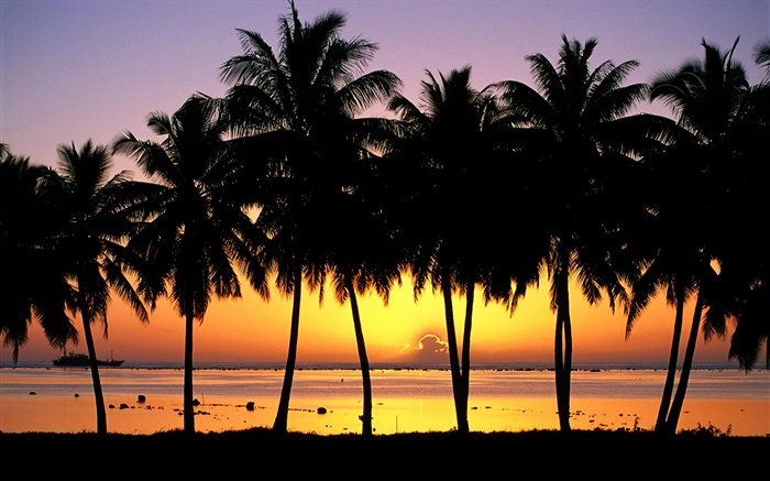 棕榈树，剪影，日落，海，船 壁纸 图片