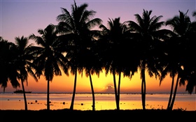 棕榈树，剪影，日落，海，船 高清壁纸