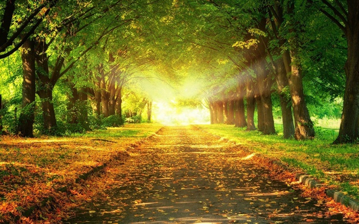 公园，道路，树木，太阳光线，秋季 壁纸 图片
