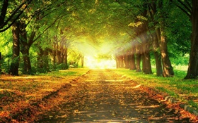 公园，道路，树木，太阳光线，秋季 高清壁纸