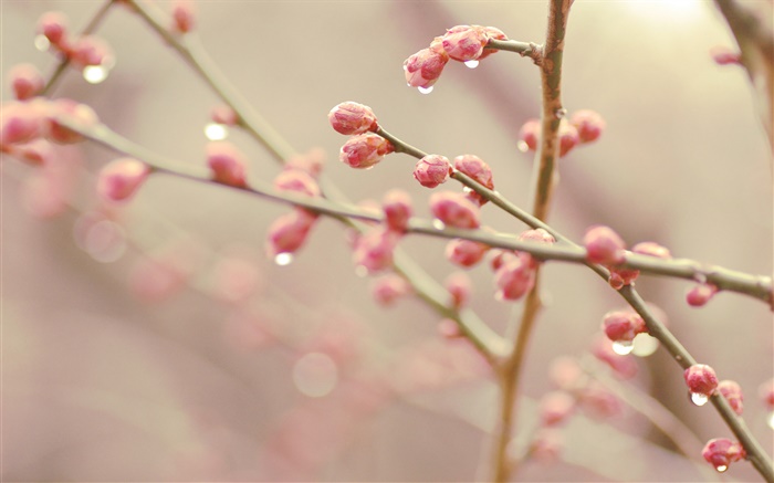 桃花花蕾，春天，树枝 壁纸 图片
