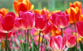 粉红色和橙色的郁金香花