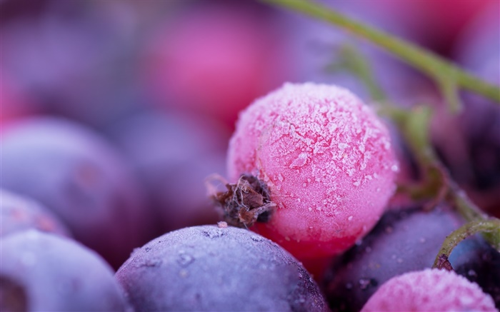 粉红色和紫色的浆果，霜，冬天 壁纸 图片
