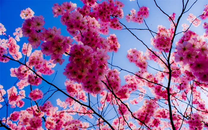 盛开的粉红色樱花 壁纸 图片