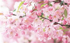 粉红色的樱花的花，模糊 高清壁纸