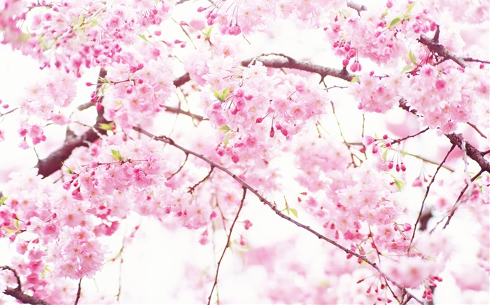 粉红色的樱花的花，树，春天 壁纸 图片