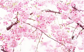 粉红色的樱花的花，树，春天