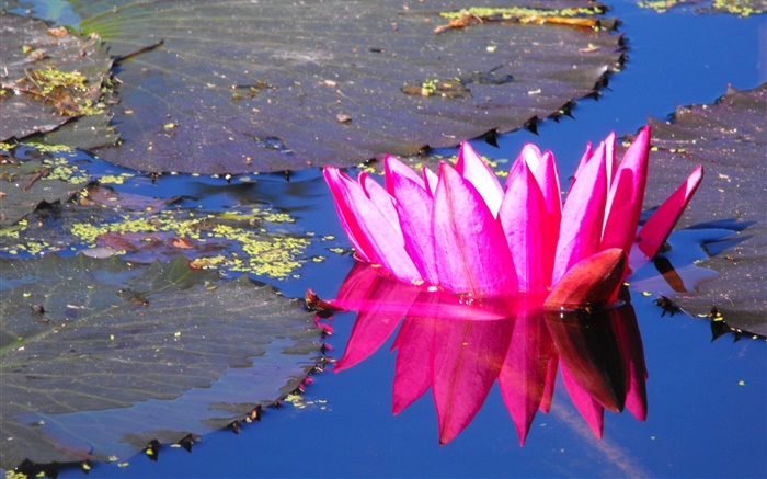 粉红色的睡莲的花，池塘 壁纸 图片