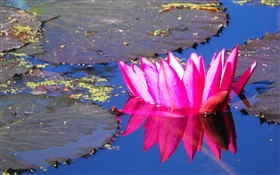 粉红色的睡莲的花，池塘 高清壁纸
