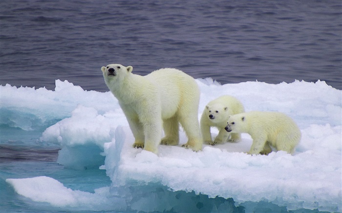 北极熊和幼崽，冰，冷 壁纸 图片