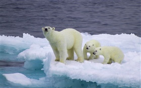 北极熊和幼崽，冰，冷 高清壁纸