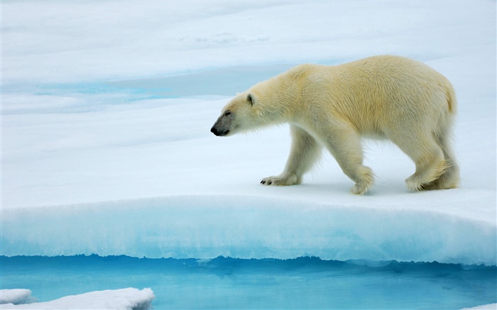 北极熊在冰上行走 壁纸 图片