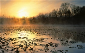 池塘，树木，雾，日出