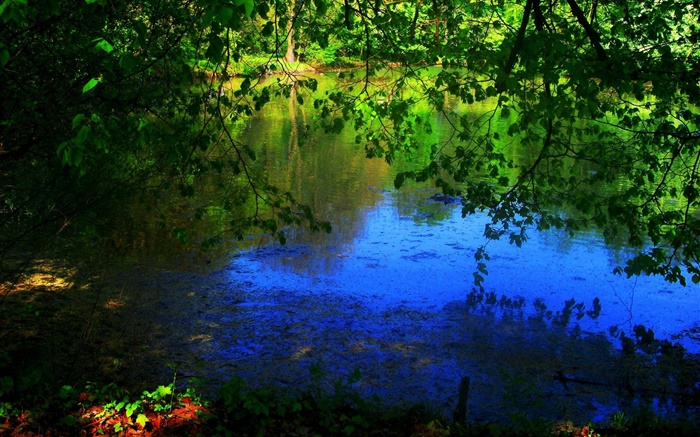 池塘，树木，太阳光线 壁纸 图片
