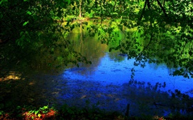 池塘，树木，太阳光线 高清壁纸