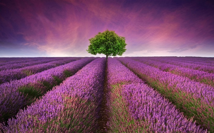 紫色的薰衣草花场，树 壁纸 图片