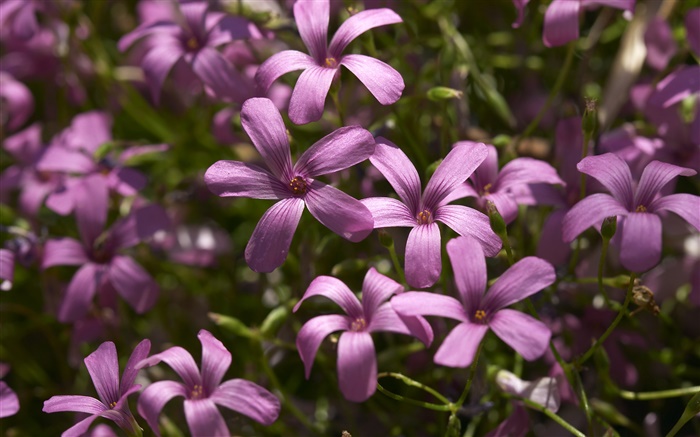 紫色小花朵摄影 壁纸 图片