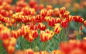 红色和橙色的花瓣，郁金香花