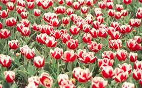 红白相间的郁金香花