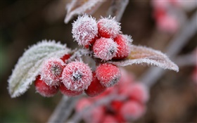 红色浆果，雪，冰，冬天