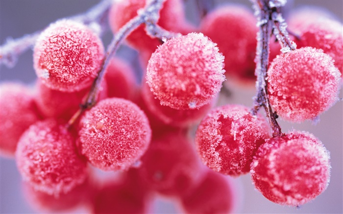 红色浆果，冬天，霜 壁纸 图片
