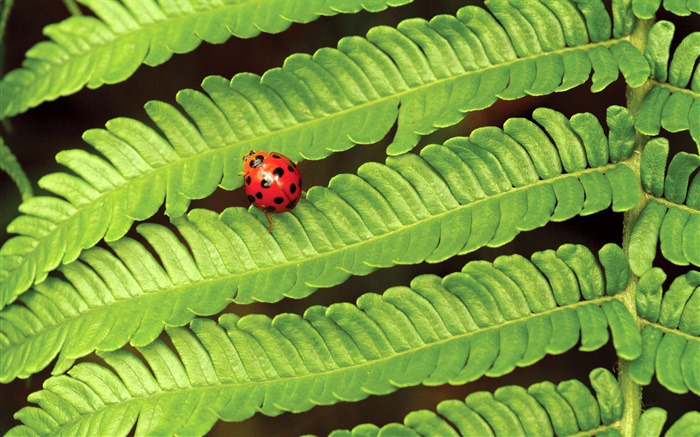 红瓢虫，绿色的叶子 壁纸 图片