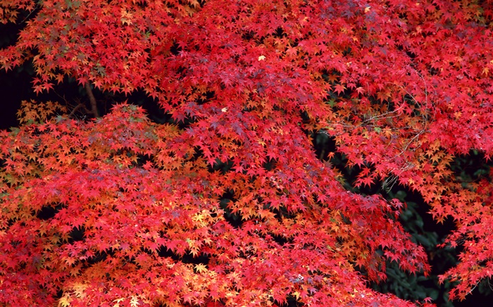 红叶子，秋天 壁纸 图片