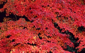 红叶子，秋天 高清壁纸