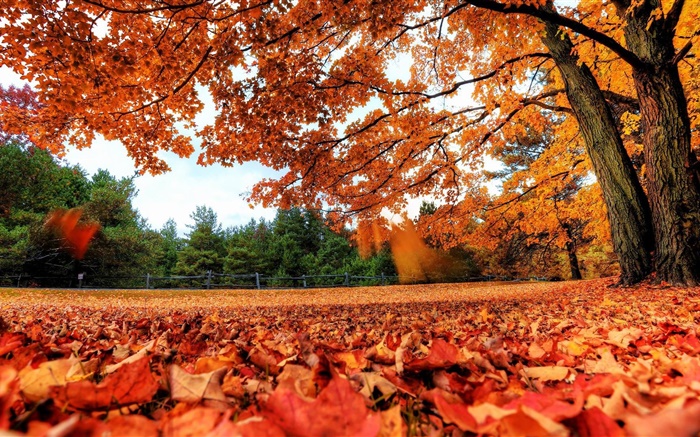 红叶下降到地面，树木，秋天 壁纸 图片