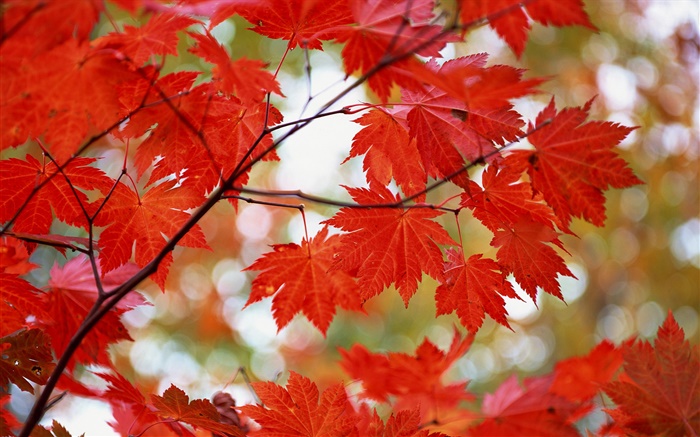 火红的枫叶，秋天 壁纸 图片