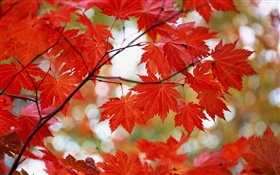 火红的枫叶，秋天 高清壁纸