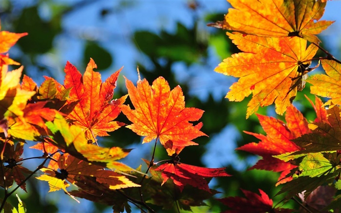 火红的枫叶，背景虚化，秋天 壁纸 图片