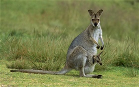 红颈袋鼠，妈妈带婴儿，澳大利亚 高清壁纸